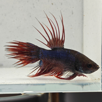 betta splendens man