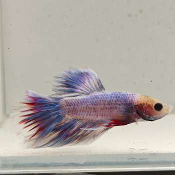 betta splendens man