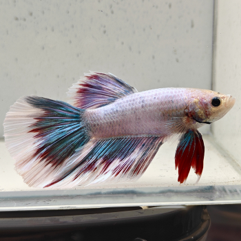 betta splendens man