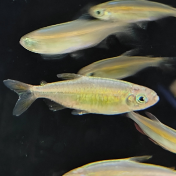 Phenacogrammus sp. orange makoua