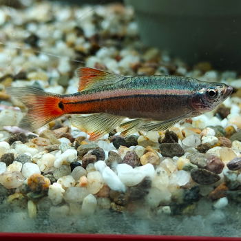 Tanichthys Linni