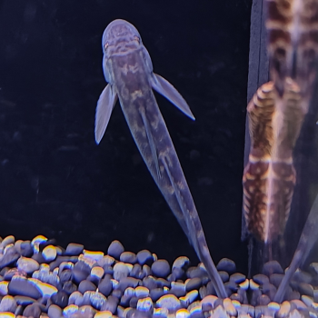 Sicyopterus microcephalus 