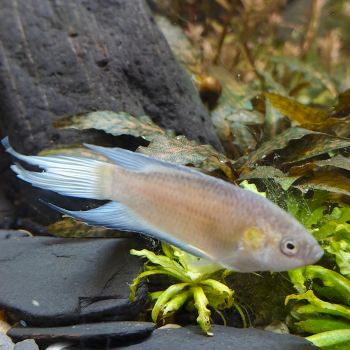 Macropodus opercularis