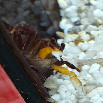 Lepidothelphusa species