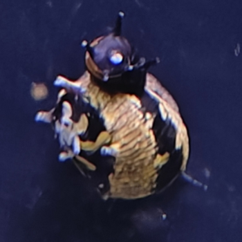 Clithon brenspinas diadema