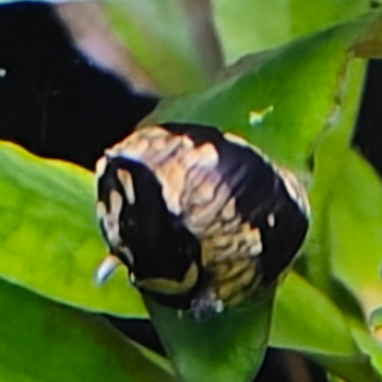 Clithon brenspinas diadema