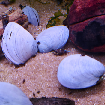 Corbicula javanicus (purple)
