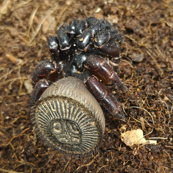 Cyclocosmia ricketti