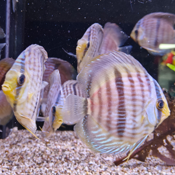 Symphysodon discus