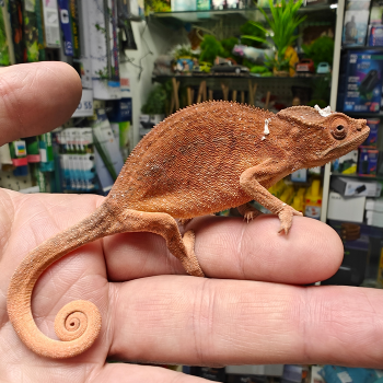 Furcifer Pardalis (Amilobe red) vrouw