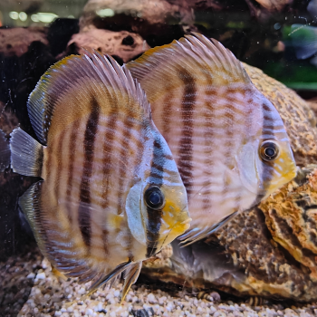 Symphysodon discus