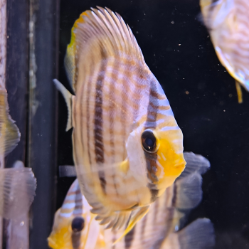 Symphysodon discus