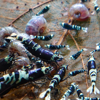 caridina cantonensis (Purple metalic nanacy)