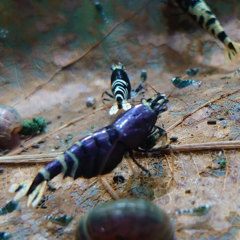 caridina cantonensis (Purple metalic nanacy)