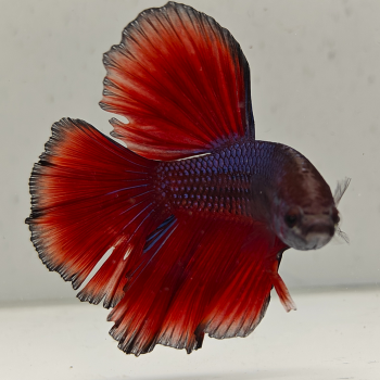 betta splendens man