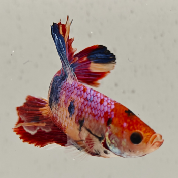 betta splendens man