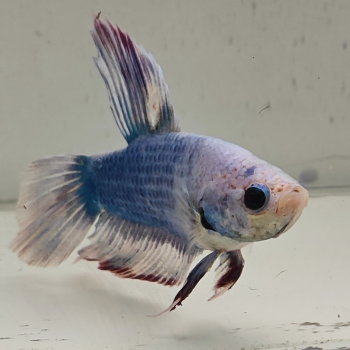 betta splendens man