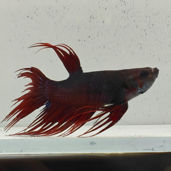 betta splendens man
