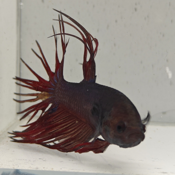 betta splendens man