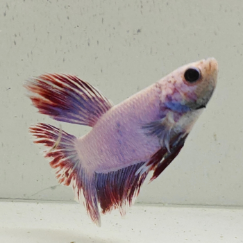 betta splendens man