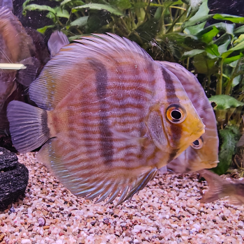 Symphysodon discus