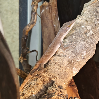 Anolis carolinensis