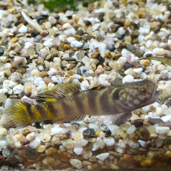 Mugilogobius flavomaculatus