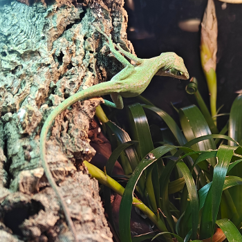 Anolis carolinensis