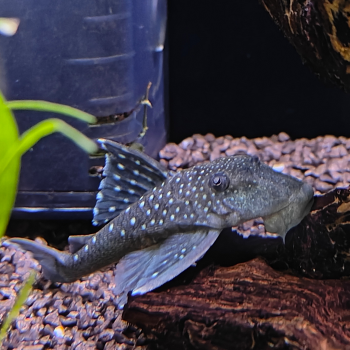 L-128 Hemiancistrus species