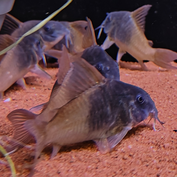 hoplisoma sp. aff. concolor CW217