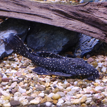 L-240 leporacanthicus sf. galaxias