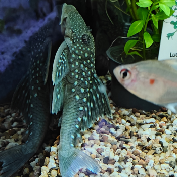 L-128 Hemiancistrus species