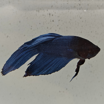 betta splendens man