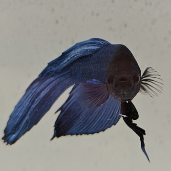 betta splendens man