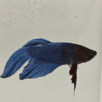 betta splendens man