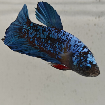 betta splendens man