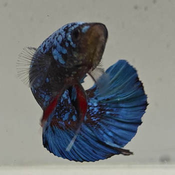 betta splendens man