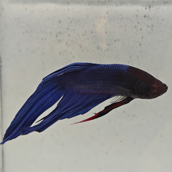 betta splendens man