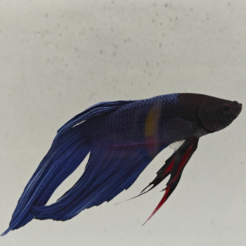 betta splendens man