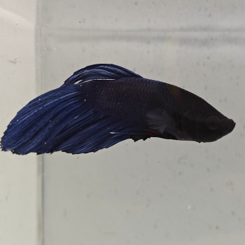 betta splendens man