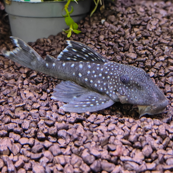 L-128 Hemiancistrus species