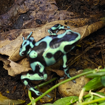 Dendrobates auratus