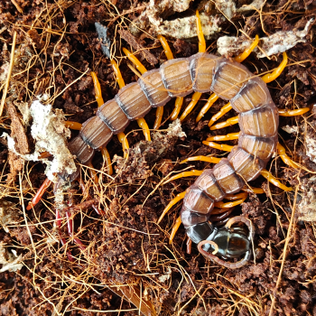Scolopendra alipes