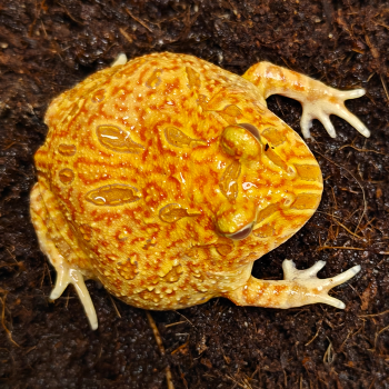 Ceratophys cranwelli