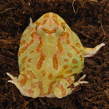 Ceratophys cranwelli