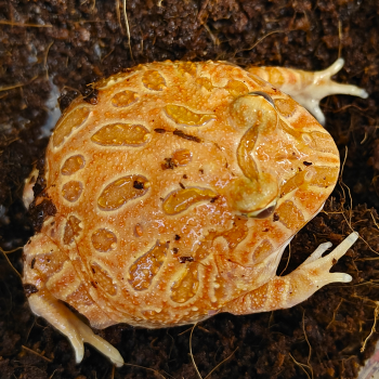 Ceratophys cranwelli