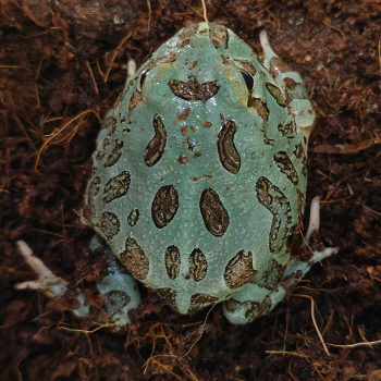 Ceratophys cranwelli