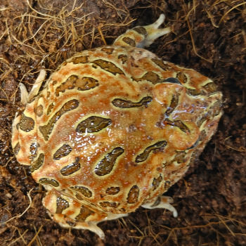 Ceratophys cranwelli