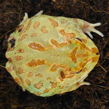 Ceratophys cranwelli