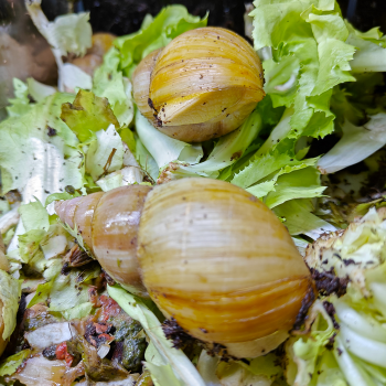 achatina species albino